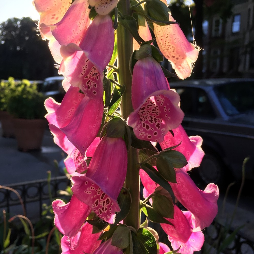 Meet your Posher, Ann